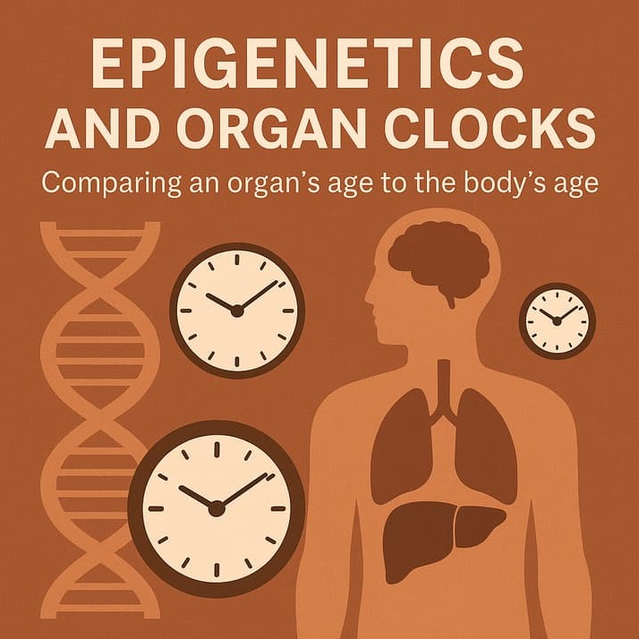 Cover image for Epigenetics Unbundled: Why Your Brain Might Be Younger Than You Think