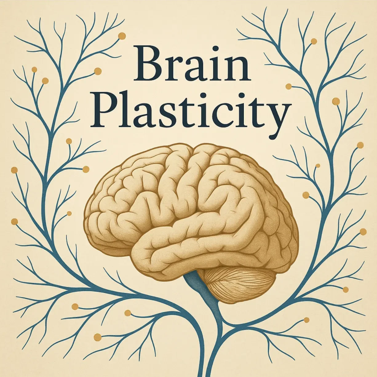 Cover image for The Science of Brain Plasticity: How Our Minds Stay Adaptable